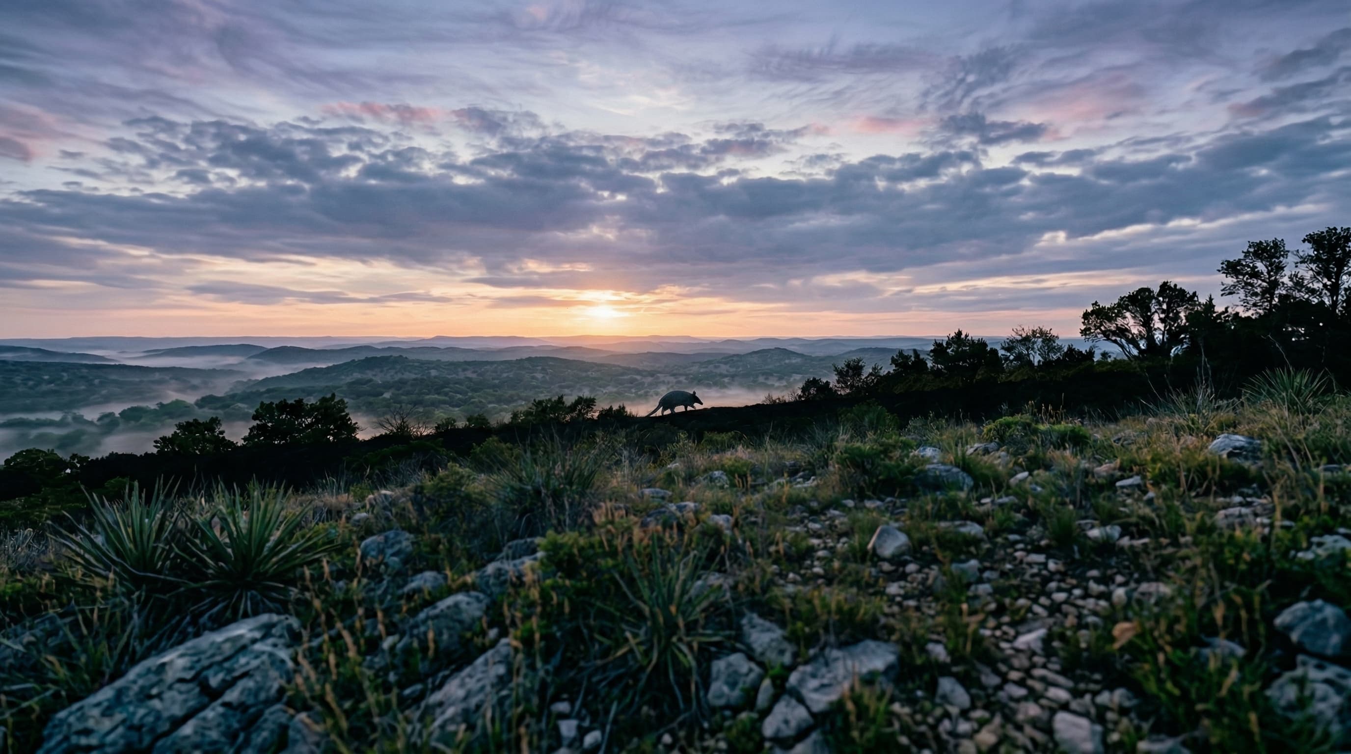 Sunrise over the Texas hill country with an armadillo silhouetted on a rocky hilltop